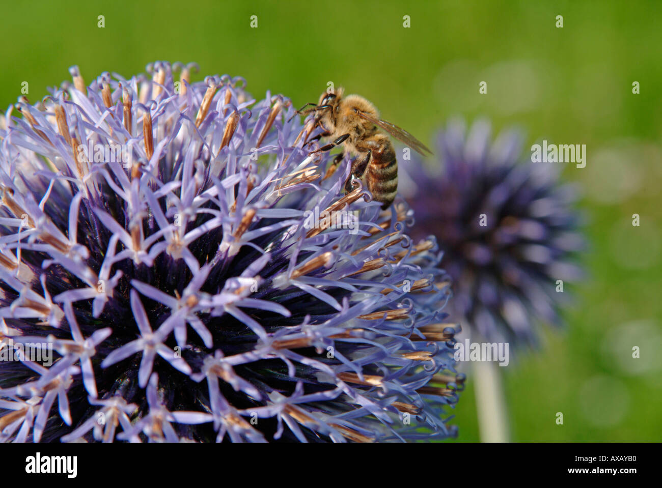 bee on a flower of a ball thistle Echinops ritro Stock Photo
