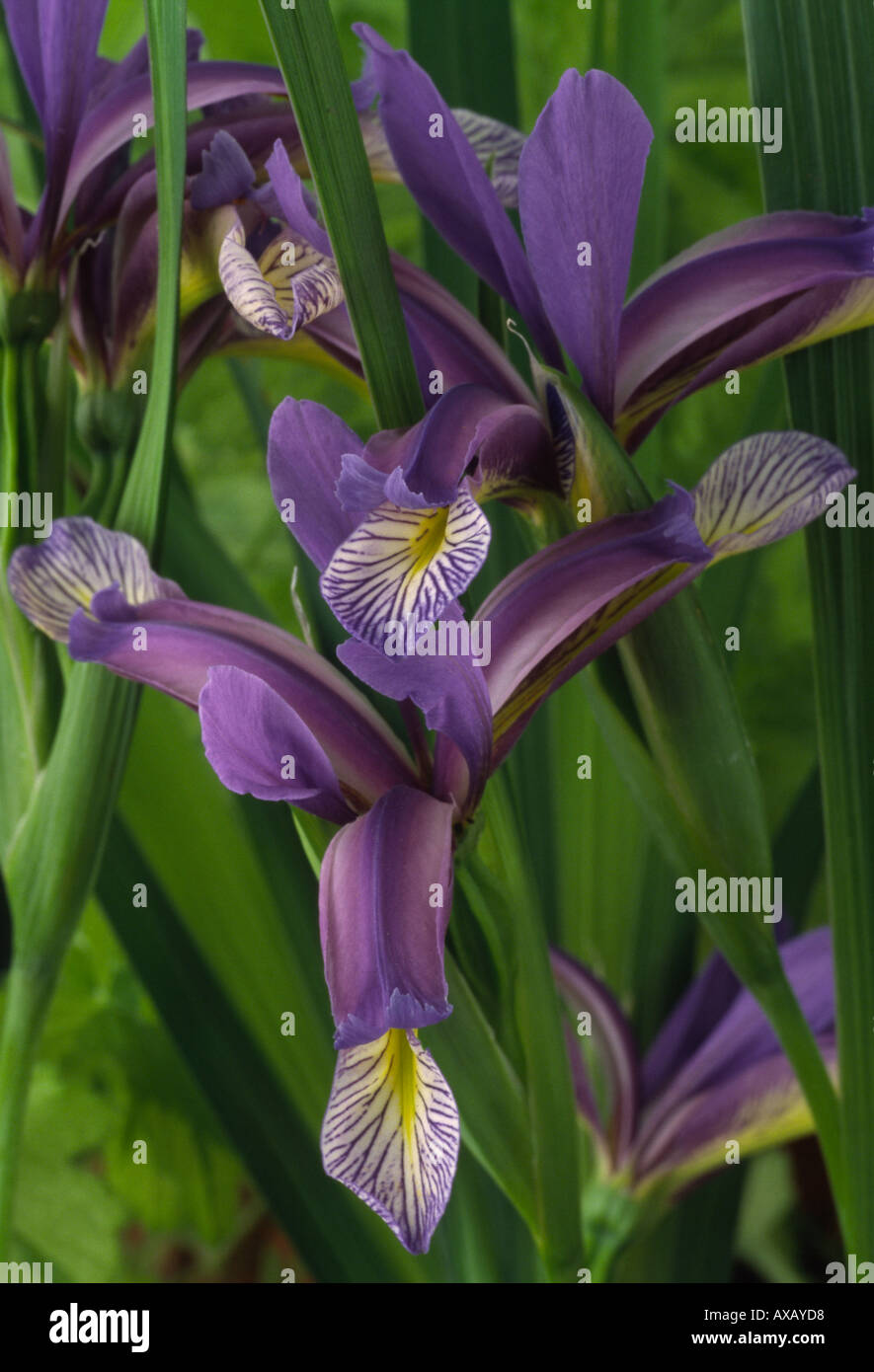 Iris graminea. AGM Beardless Spuria iris. Stock Photo