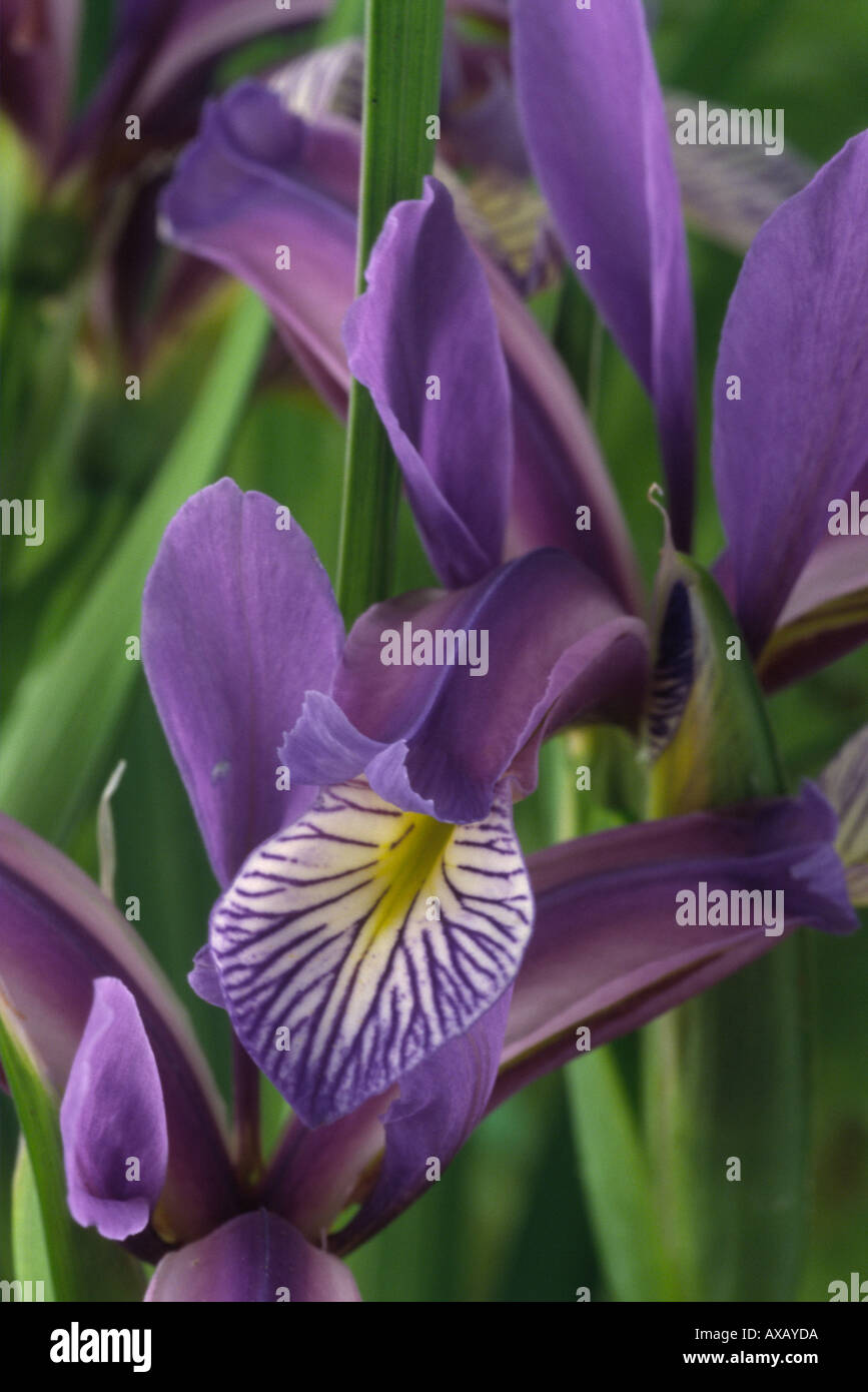 Iris graminea. AGM Beardless Spuria iris. Stock Photo