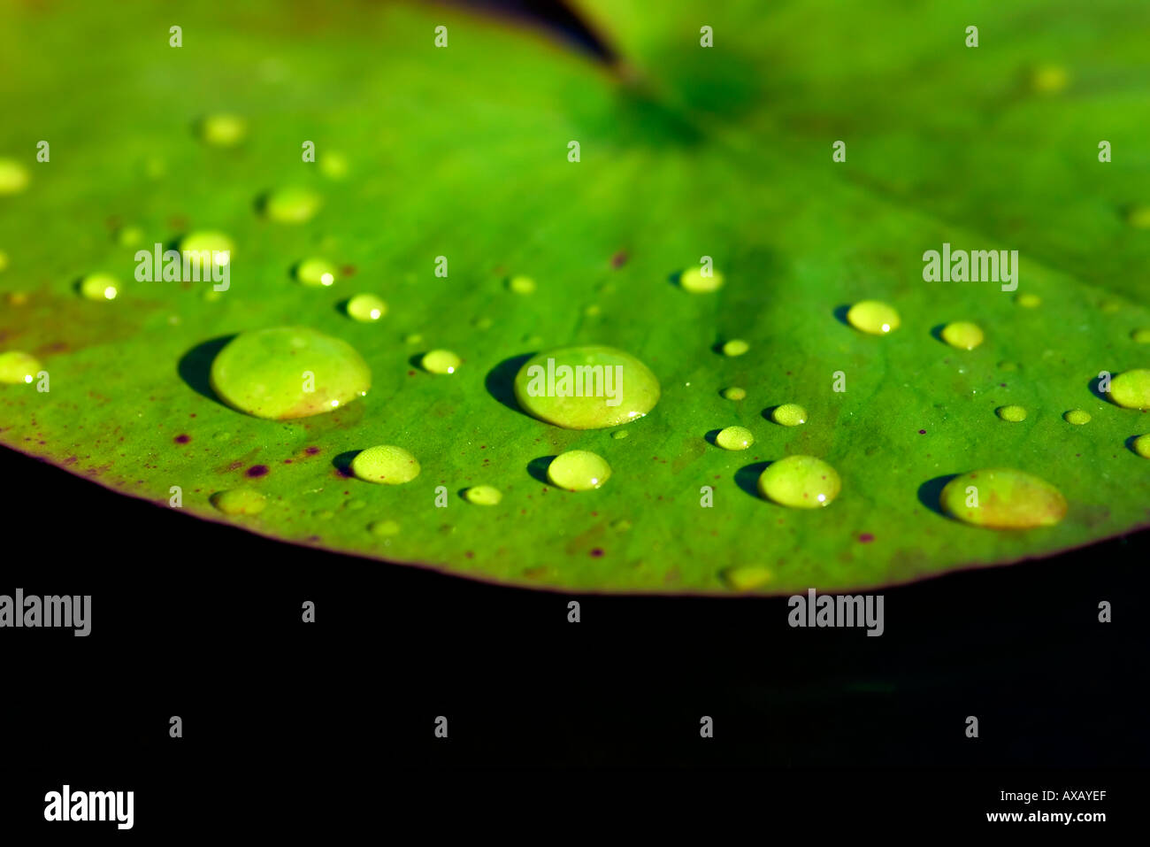 rainwater droplets on a water lily leaf Stock Photo - Alamy