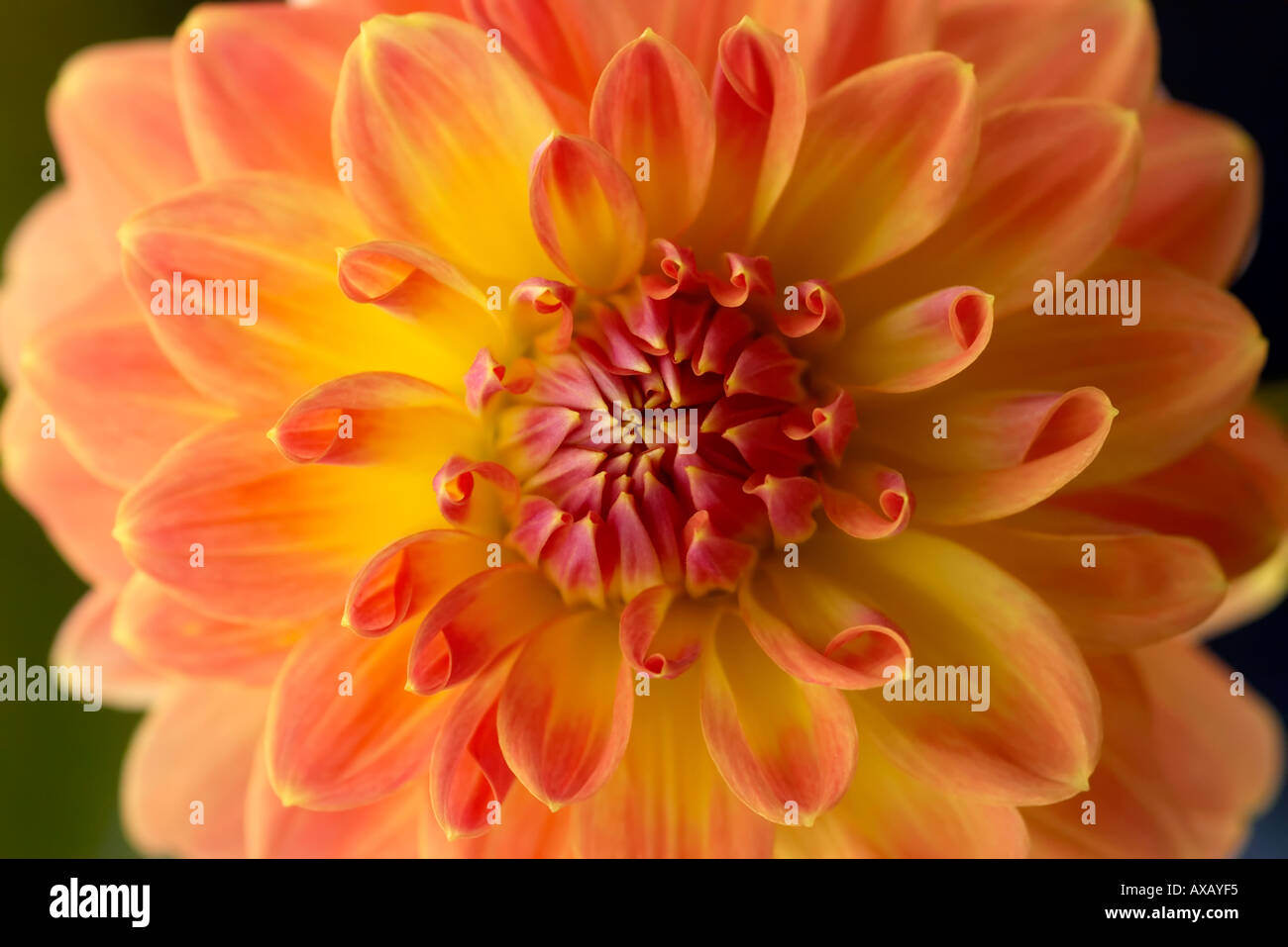 Flaming peachy pink Dahlia Stock Photo Alamy