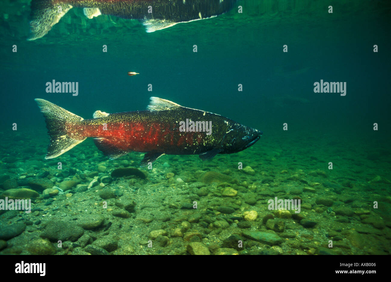 Photo GX 528 CHINOOK SALMON Oncorhynchus tshawytscha WENATCHEE RIVER
