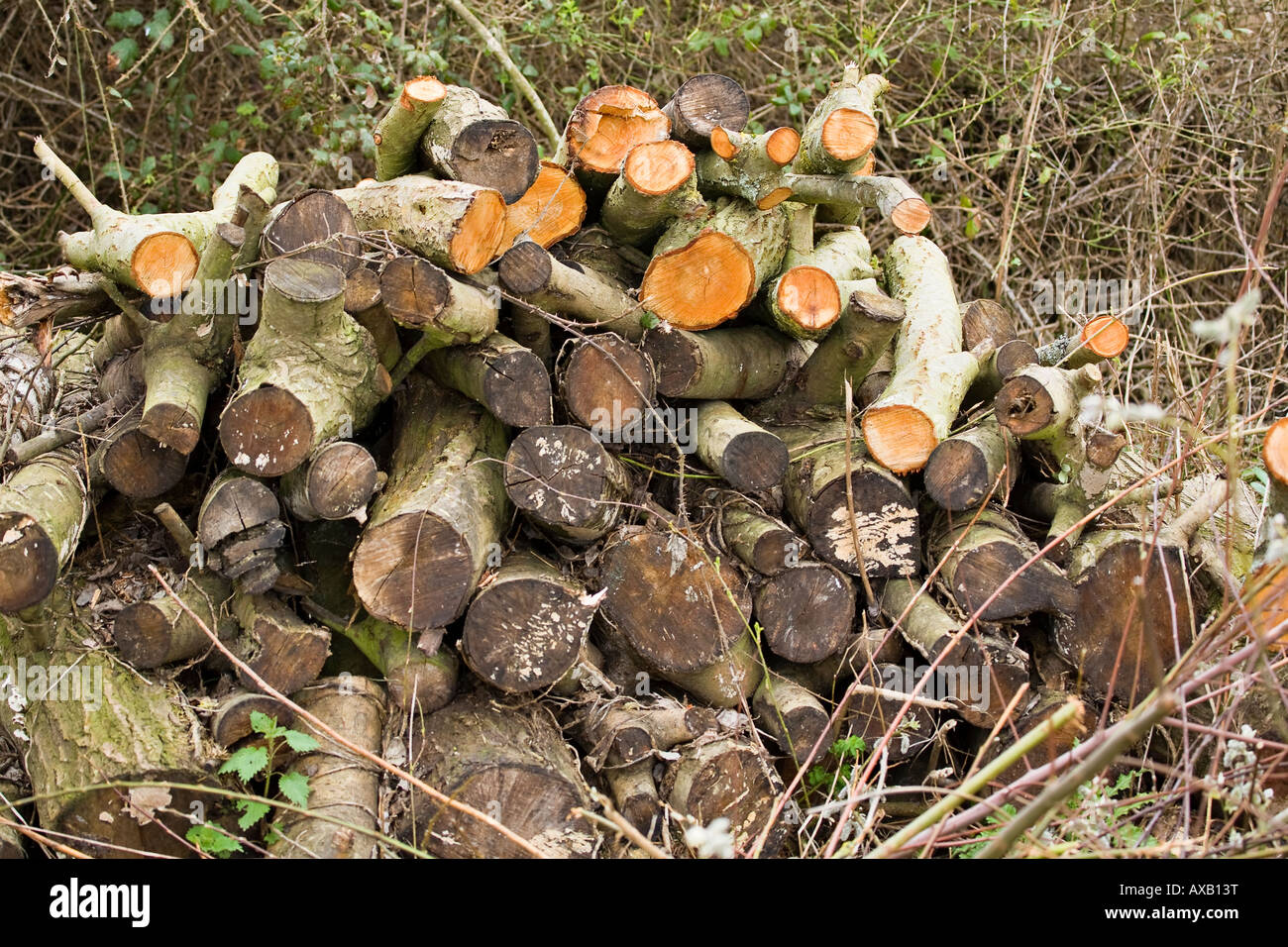 Sawn logs put in a pile to create a wildlife habitat in garden Stock Photo