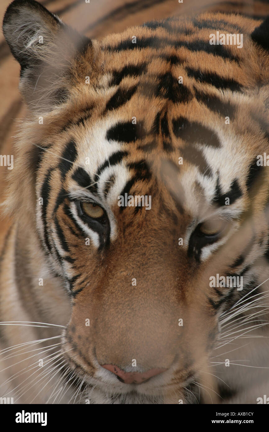 Bengal tiger Panthera tigris tigri Stock Photo