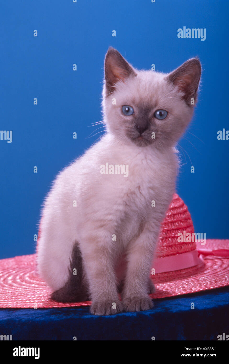 Bluepoint blue point Siamese Kitten boue eyes with pink straw hat PR102