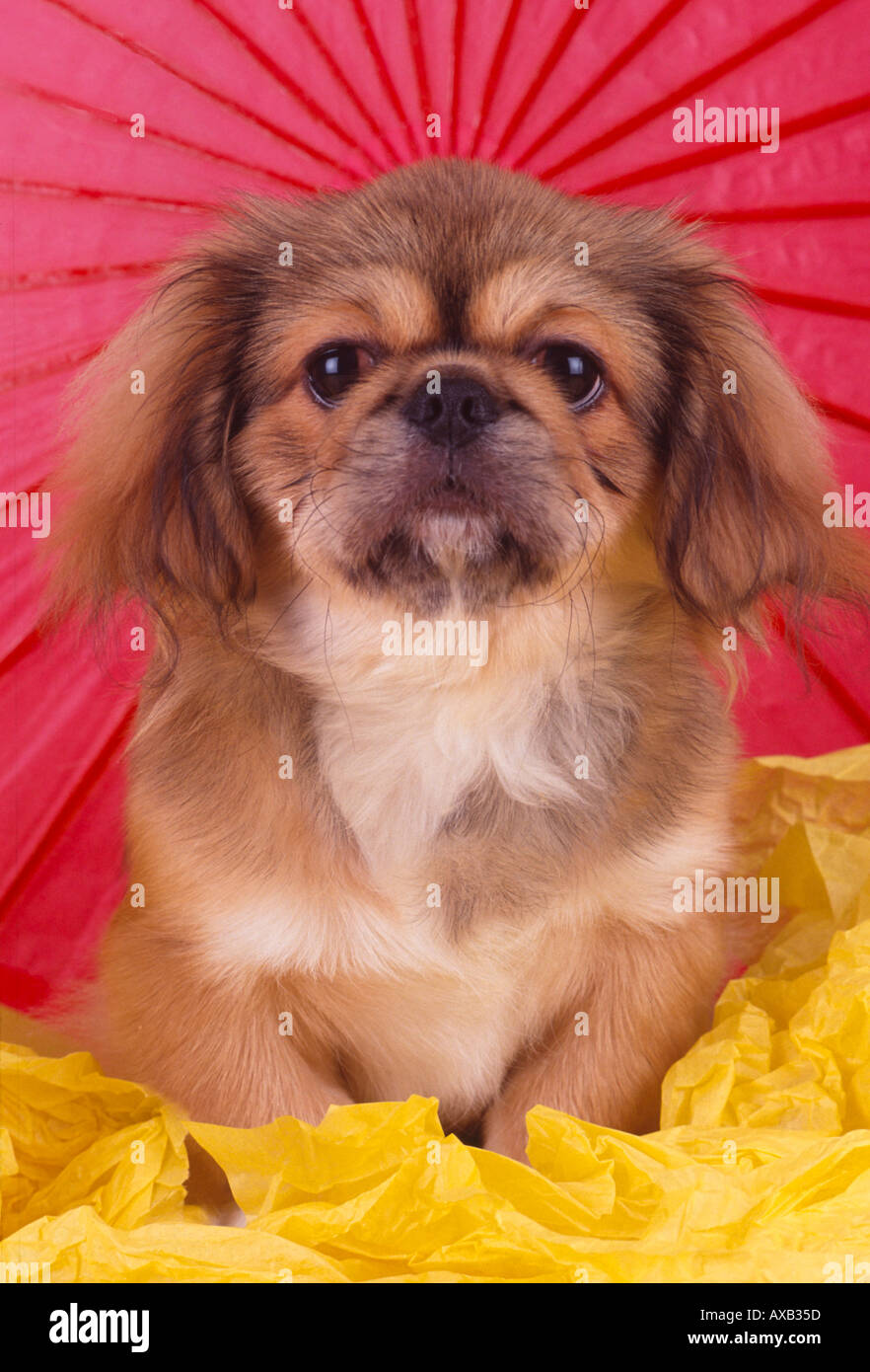 Tibetan Spaniel Umbrella Tibetan Spaniel Umbrella