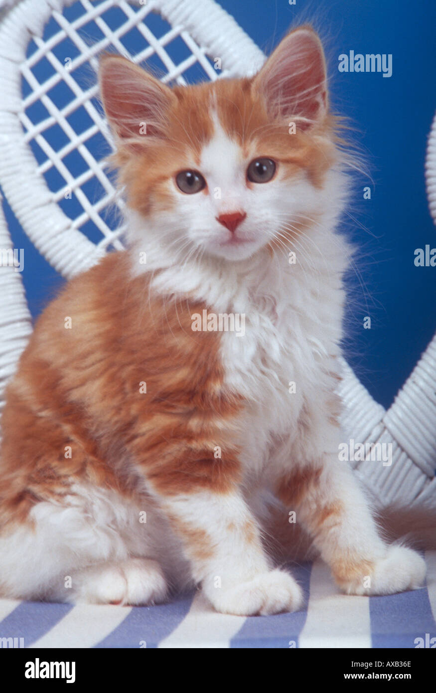 orange and white fluffy kitten
