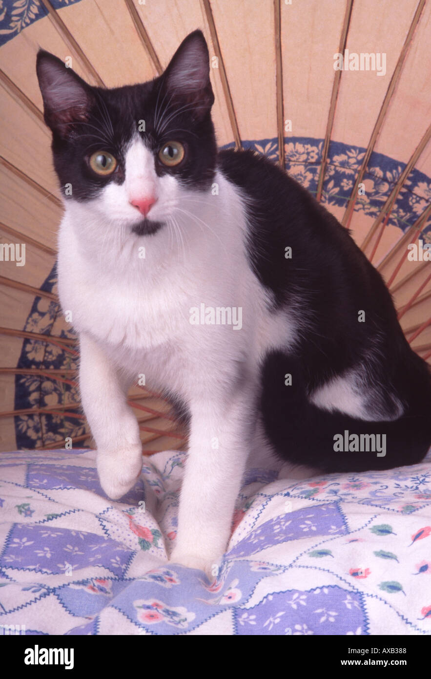 black and white domestic shorthair cat