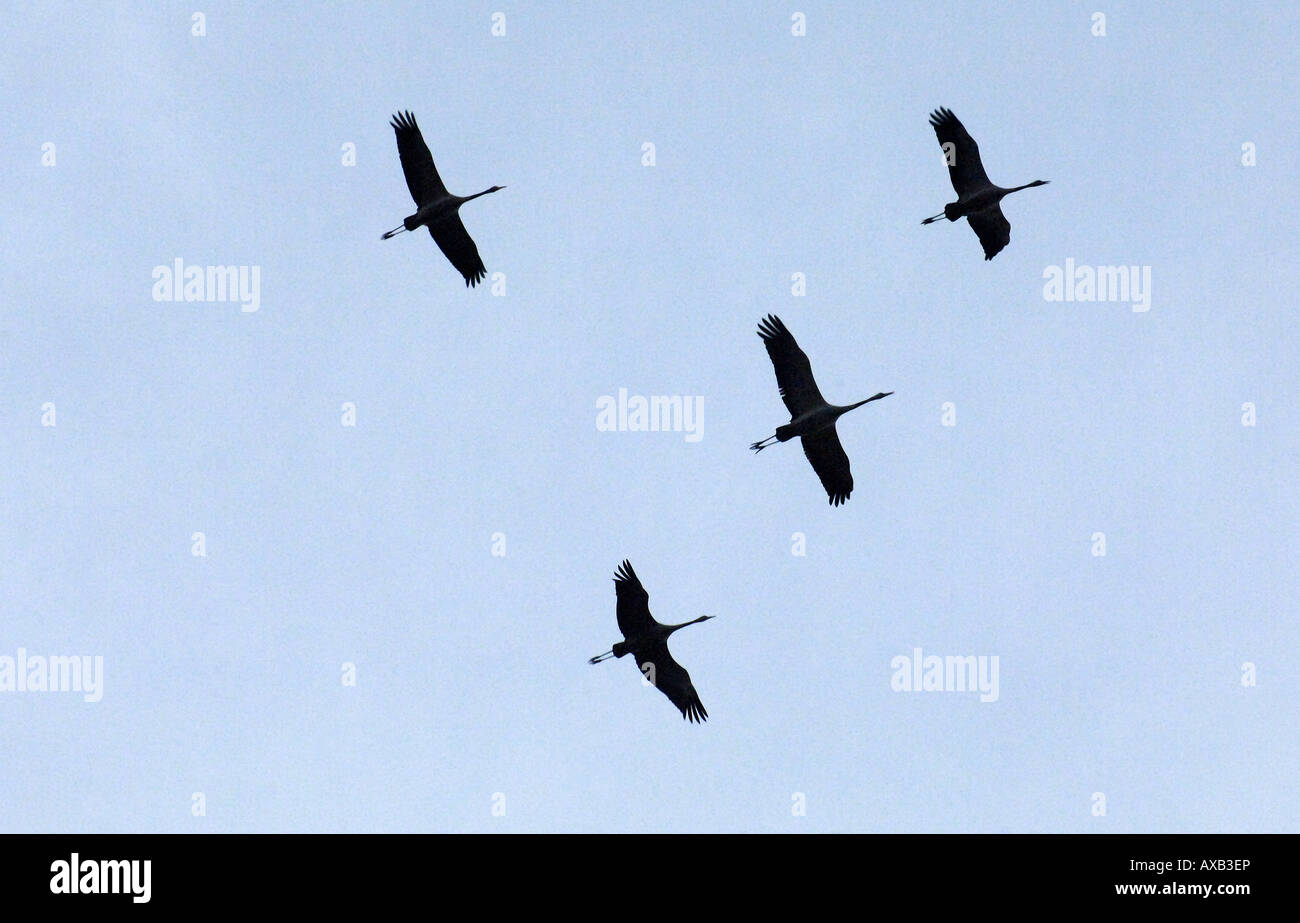 Cranes in the sky Stock Photo Alamy