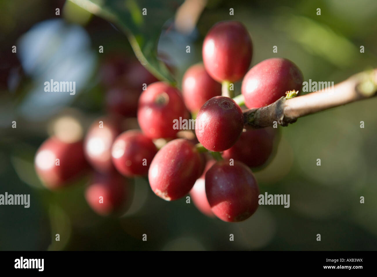 Bourbon coffee cherries at Finca Jacaranda coffee plantation El Salvador Stock Photo