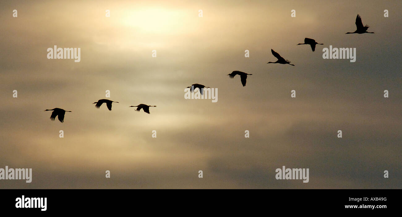 Cranes in the sky Stock Photo Alamy