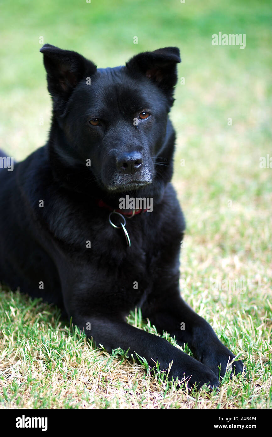 akita chow mix dog