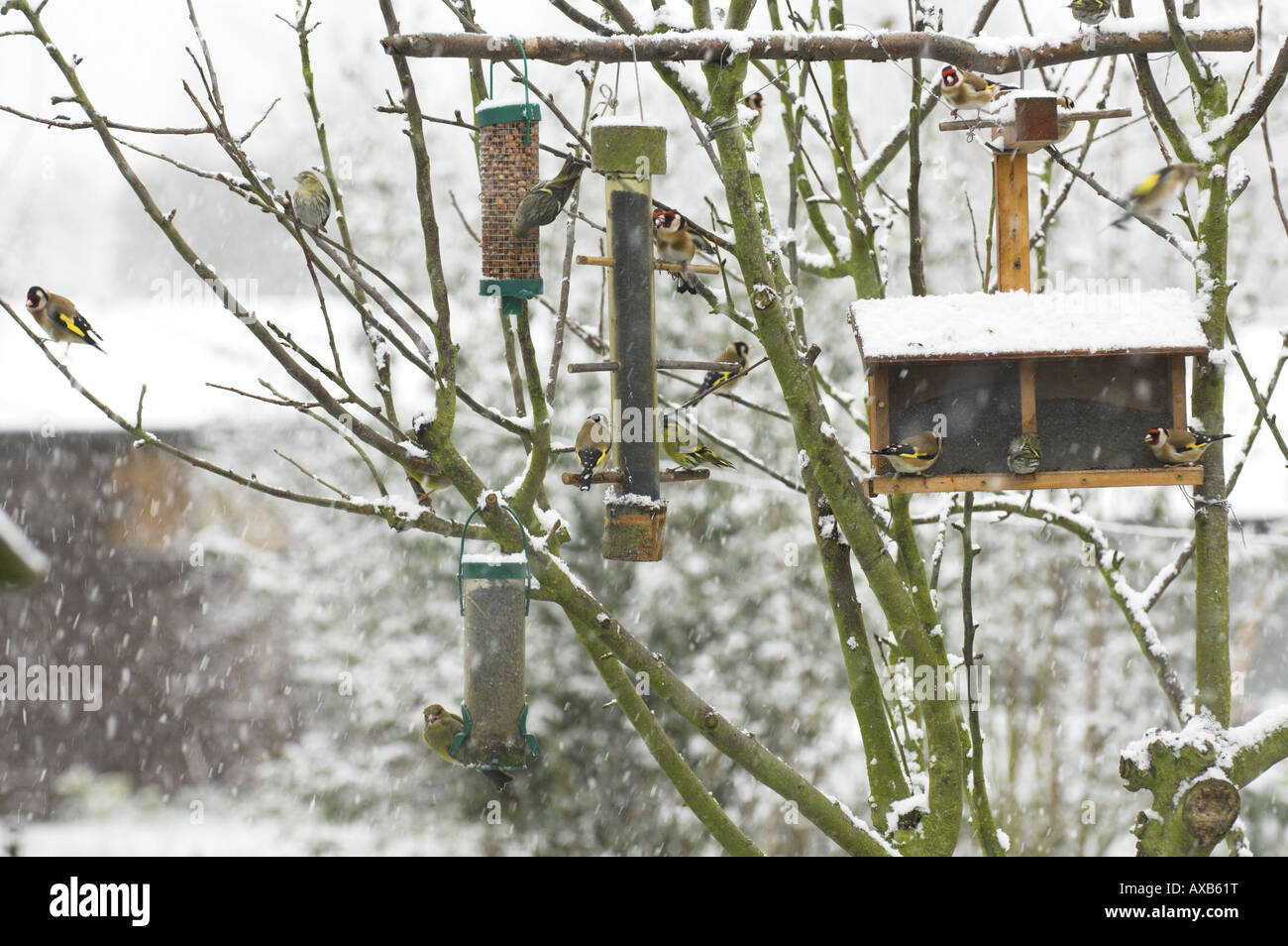 Garden bird feeders in the snow with Goldfinches Greenfinches and Siskins feeding on Nyger Seed Peanuts and Black Sunflower see Stock Photo