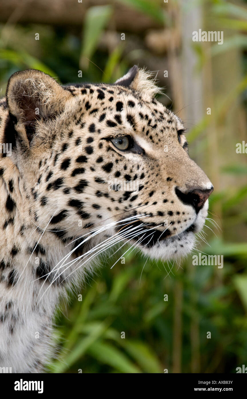 Persian leopard staring straight ahead portrait Stock Photo