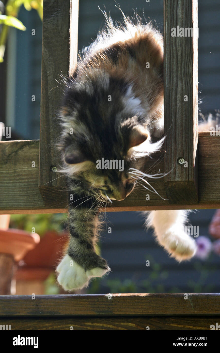 Polydactyl cat 7 toes on a front paw Stock Photo