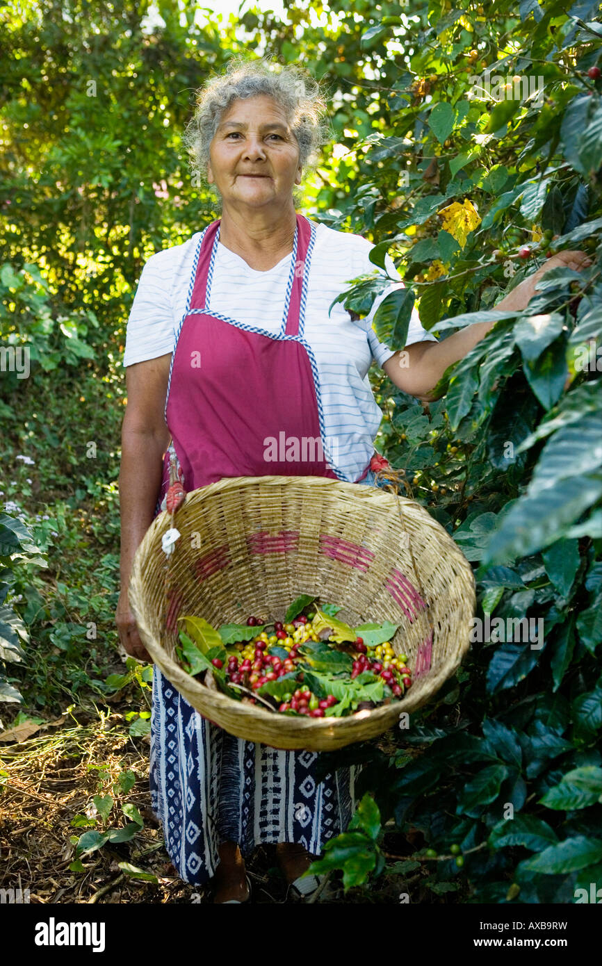 Campesino female woman picking bourbon cherries at Finca Jacaranda coffee plantation El Salvador Stock Photo