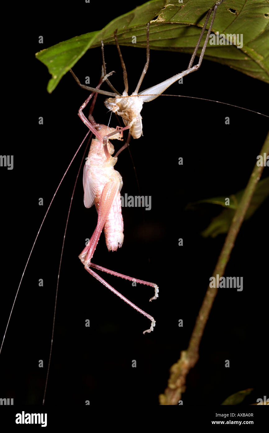 Tropical bush cricket shedding skin Stock Photo