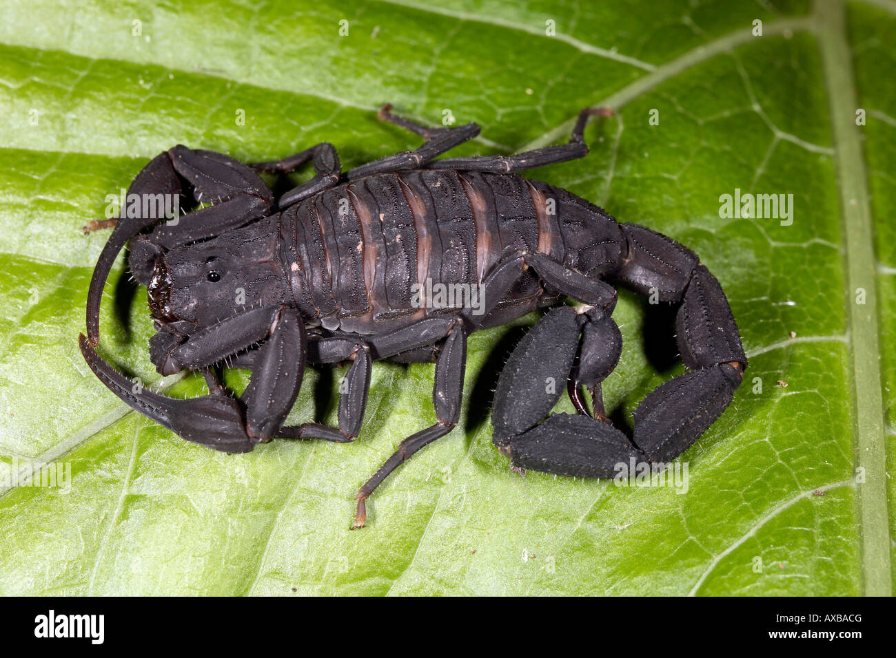 Amazonian scorpion on a leaf Stock Photo