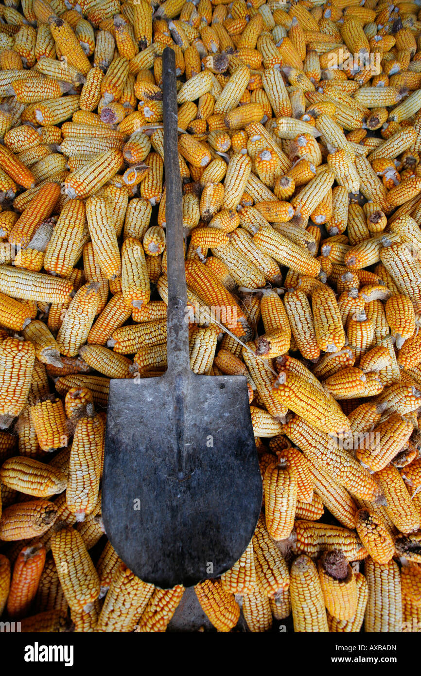 Maize or Corn with shovel Stock Photo Alamy
