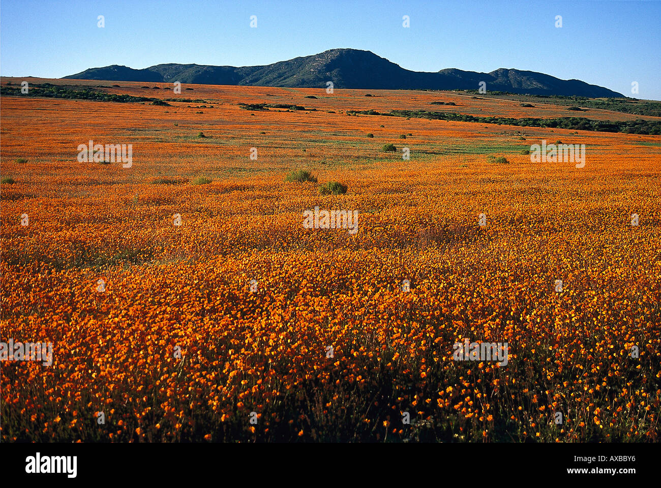 Spring Blossoms, Northern Cape, Namaqualand South Africa Stock Photo