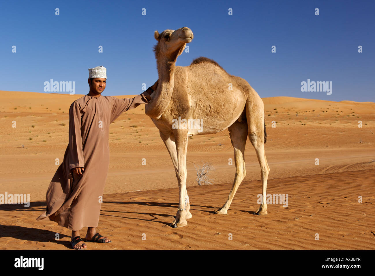 An Omani man standing with an Arabian camel a.k.a. a one-humped dromedary (Camelus dromedarius) in Wahiba Sands in Oman. Stock Photo