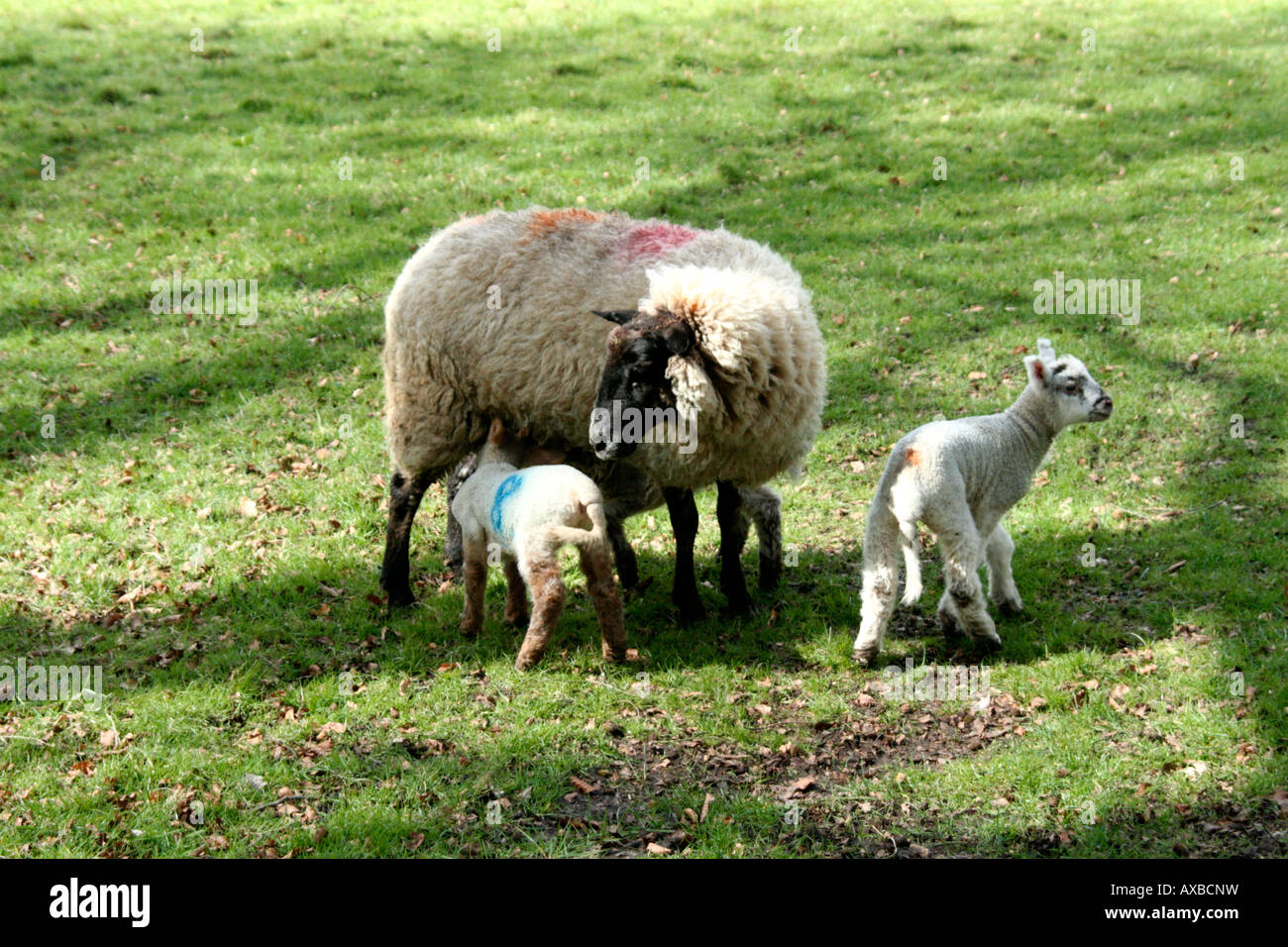 SPRING LAMBS AT CULHEAD THE BLACKDOWN HILLS ON THE DEVON SOMERSET BORDER Stock Photo