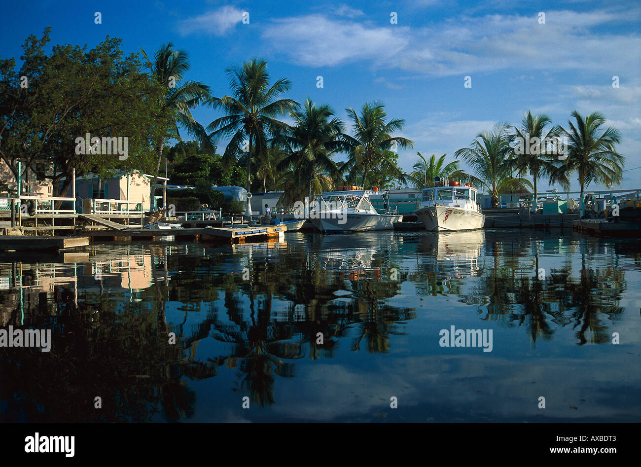 Motor boats at harbour in front of palm trees, Key Largo, Florida Keys