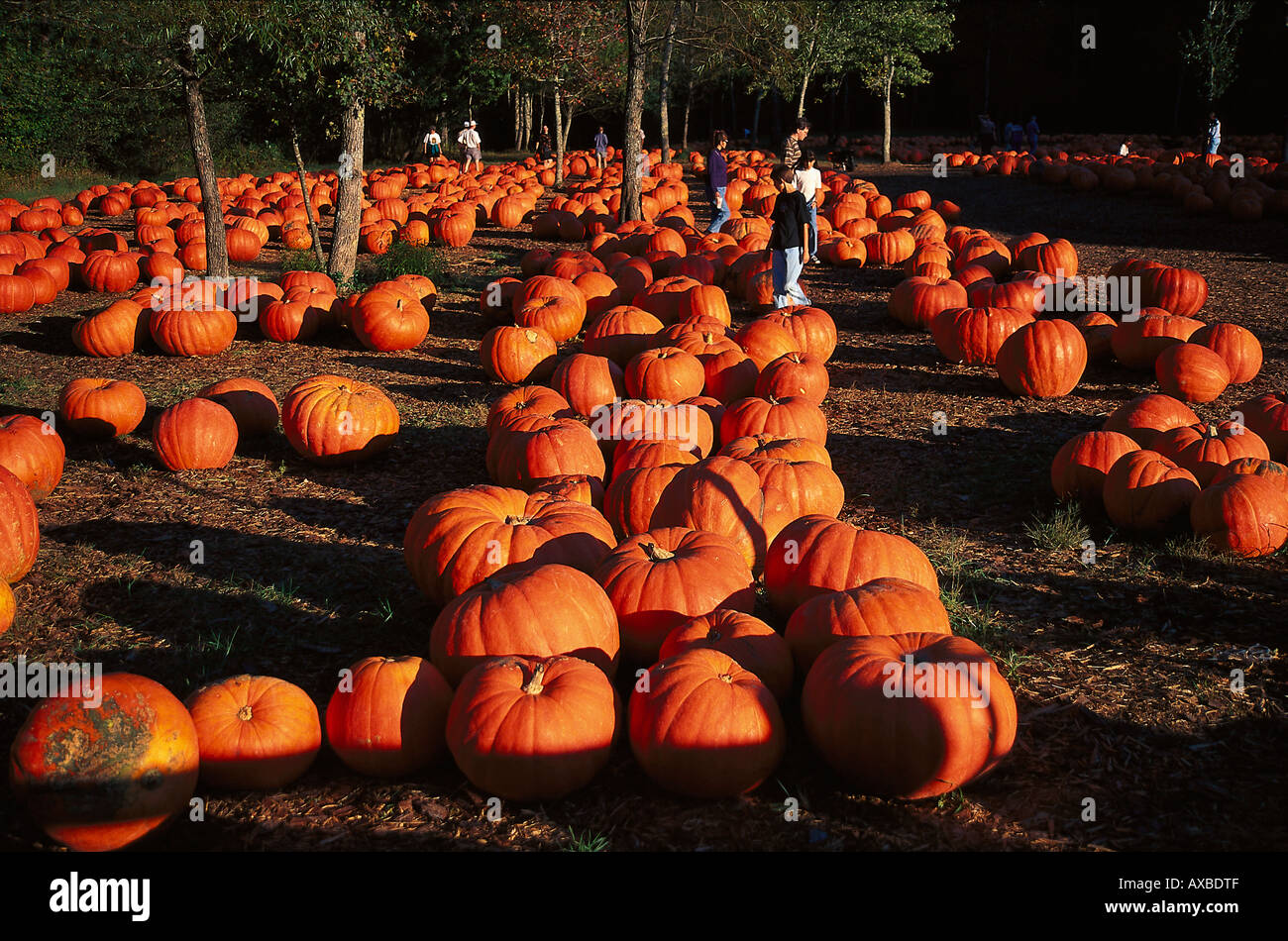 Georgia pumpkins hi-res stock photography and images - Alamy