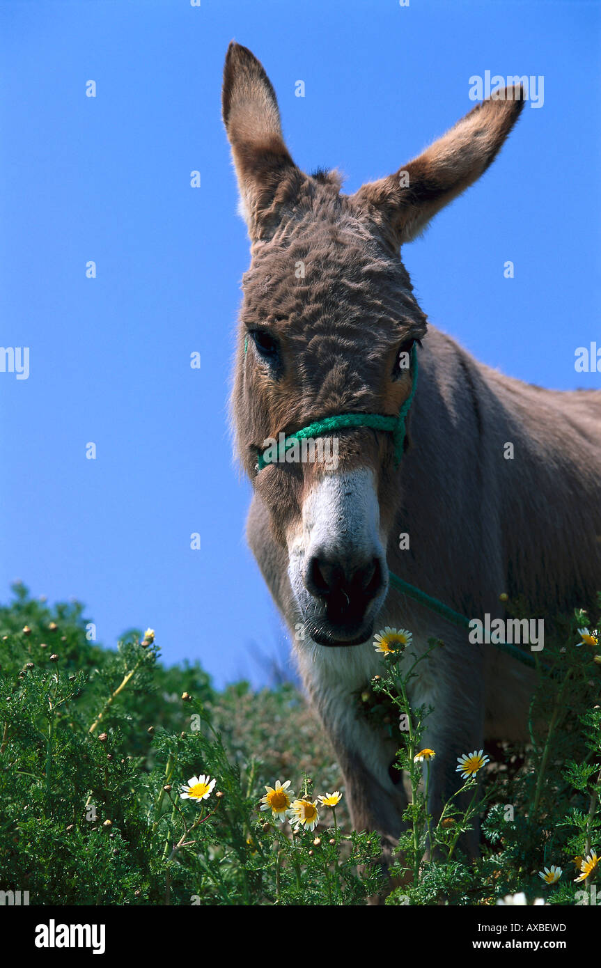 Spring Donkey Donkey with a clear blue sky hi-res stock photography and images - Alamy