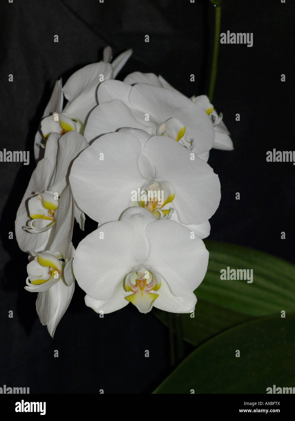 White flower yellow center hi-res stock photography and images - Alamy