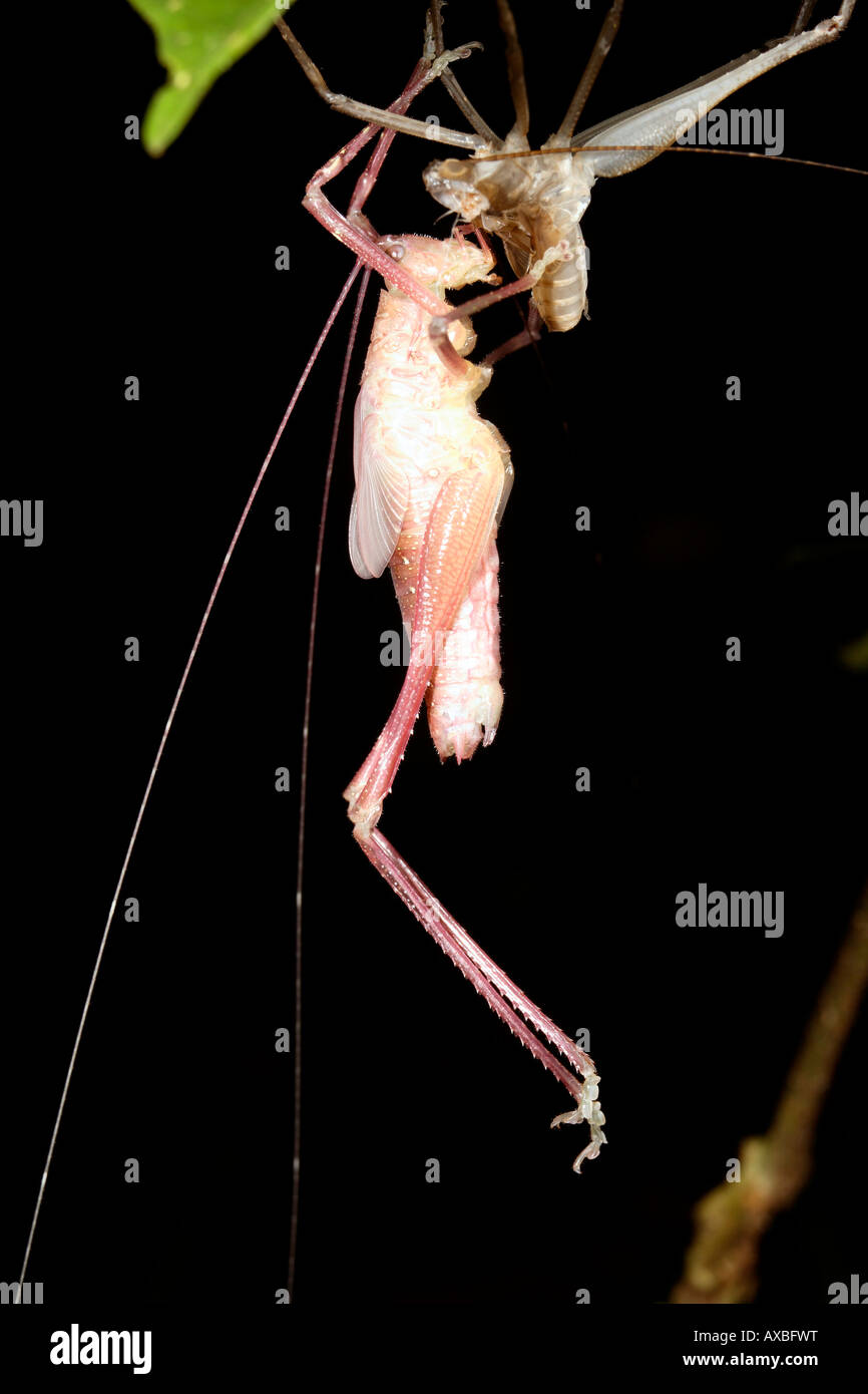 Tropical bush cricket shedding skin Stock Photo