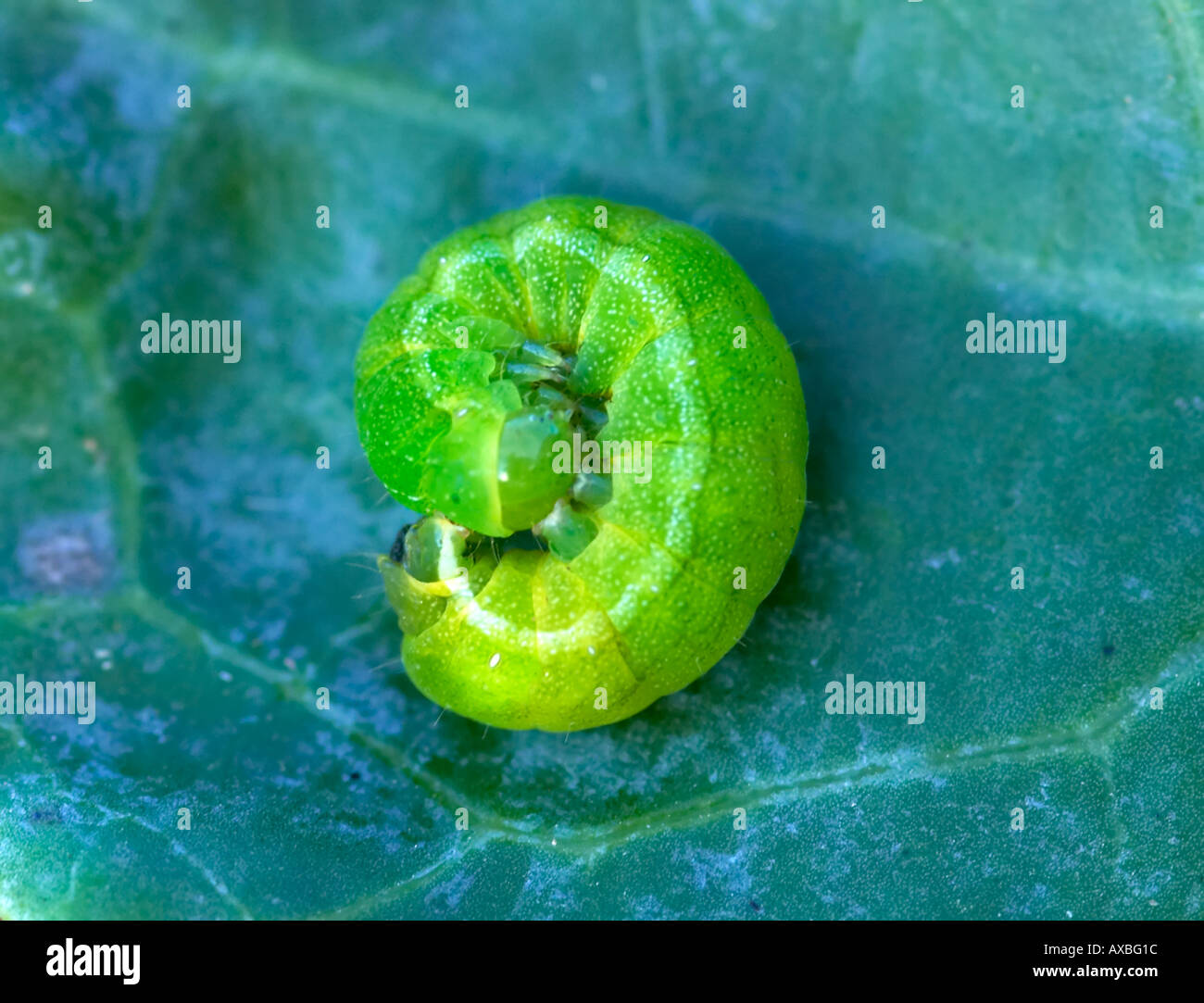 Green caterpillar curled up on cabbage leaf Stock Photo - Alamy