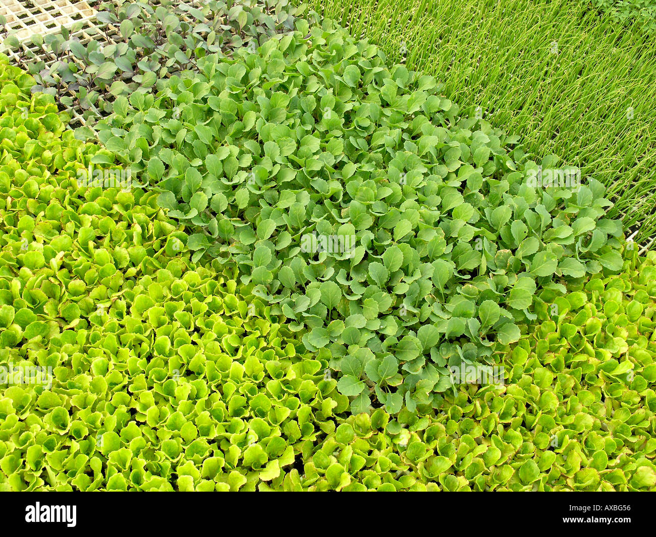 Seedbeds hires stock photography and images Alamy