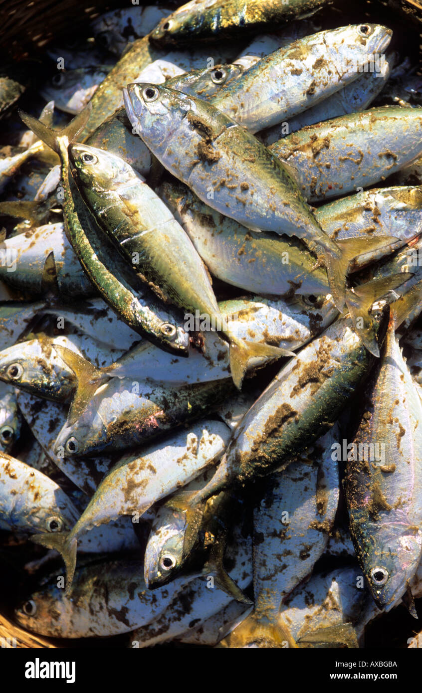 india goa freshly caught fish on baga beach Stock Photo Alamy