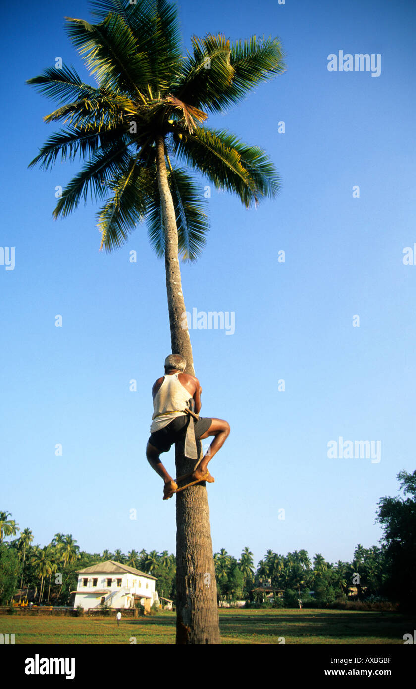 india north goa a man climbing a palm tree to collect the sap to make toddy Stock Photo