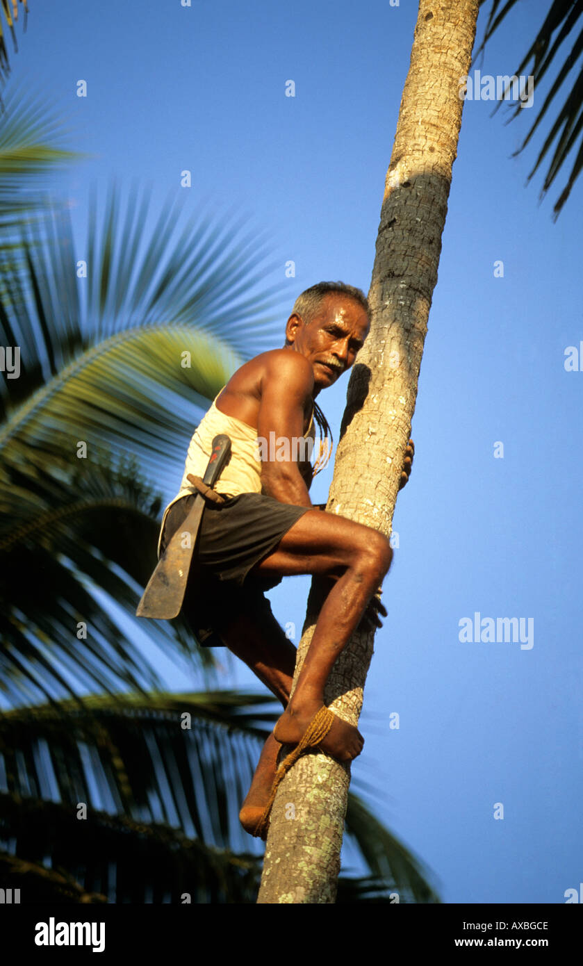 india north goa a man climbing a coconut palm to collect the sap to make toddy Stock Photo