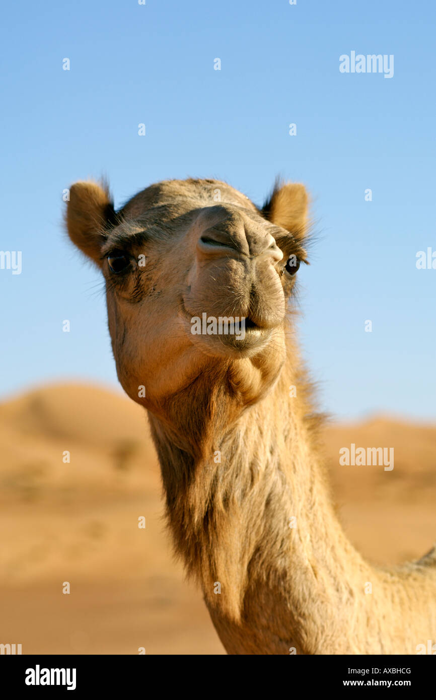 An Arabian camel a.k.a. one-humped dromedary (Camelus dromedarius) in Wahiba Sands in Oman. Stock Photo