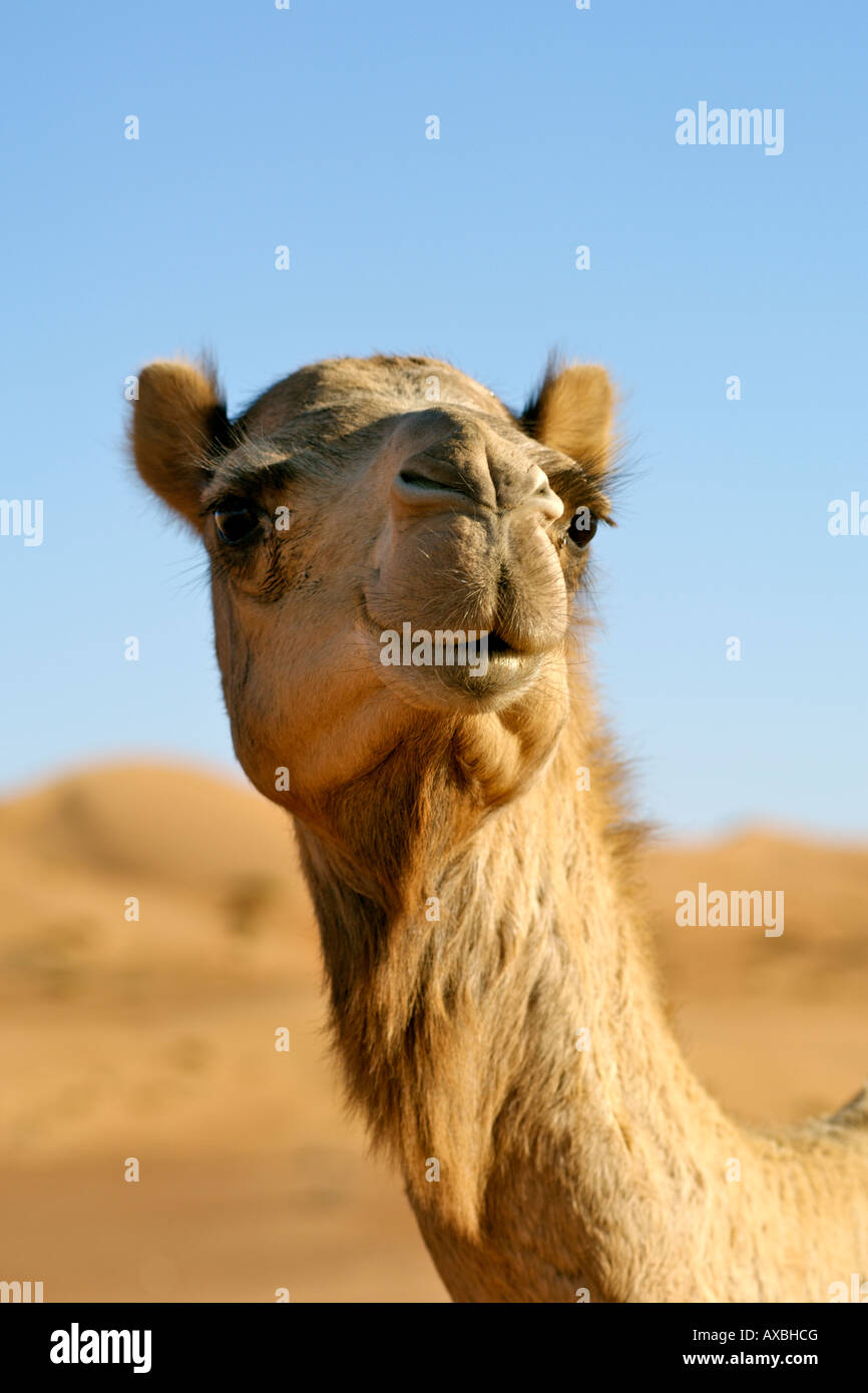 Dromader How the camel got its hump High Resolution Stock Photography and Images ...