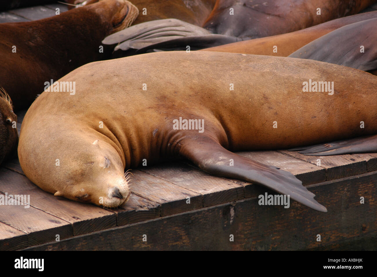 Sea lions sunbathing at Pier 39 Fisherman's Wharf San Francisco,  California, USA Stock Photo - Alamy