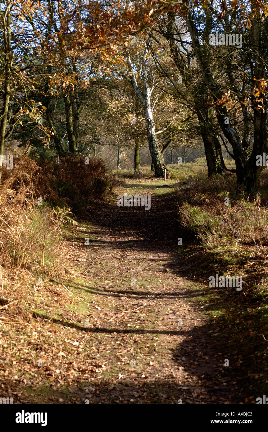 Footpath on Bickerton Hill Cheshire England UK Stock Photo - Alamy