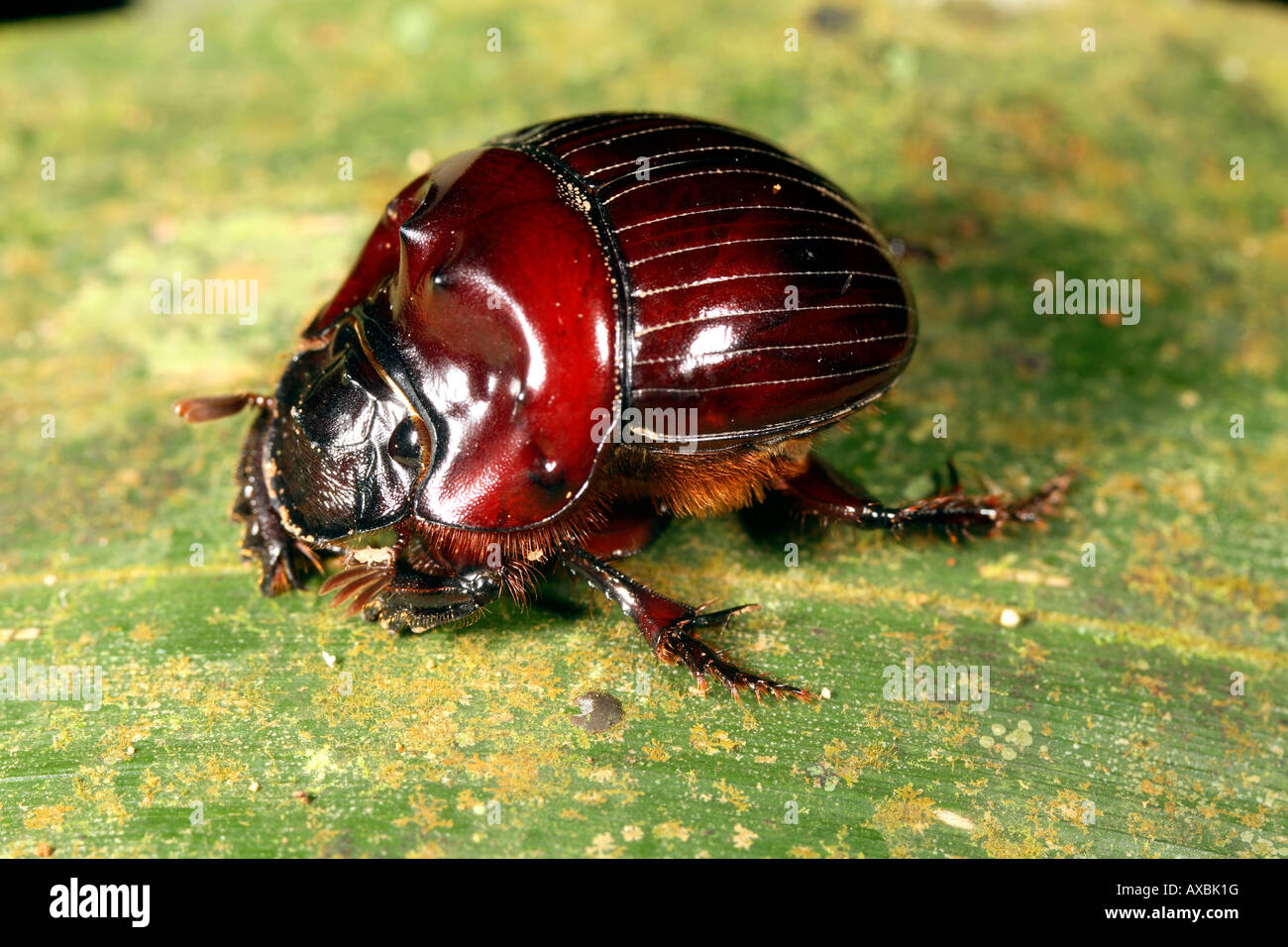Amazonian Scarab Beetle Stock Photo