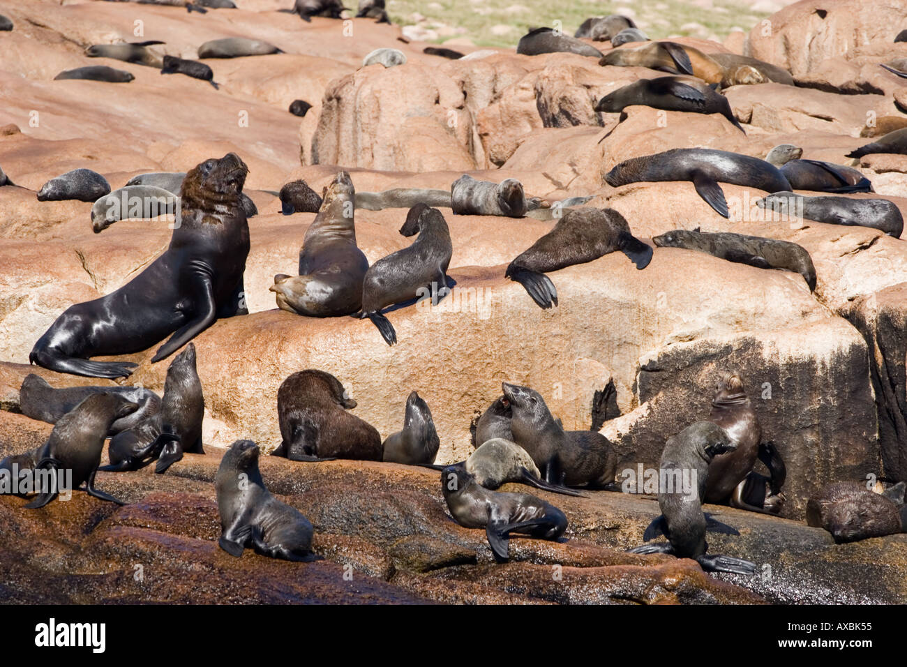 Isla de los Lobos (horizontal) Stock Photo