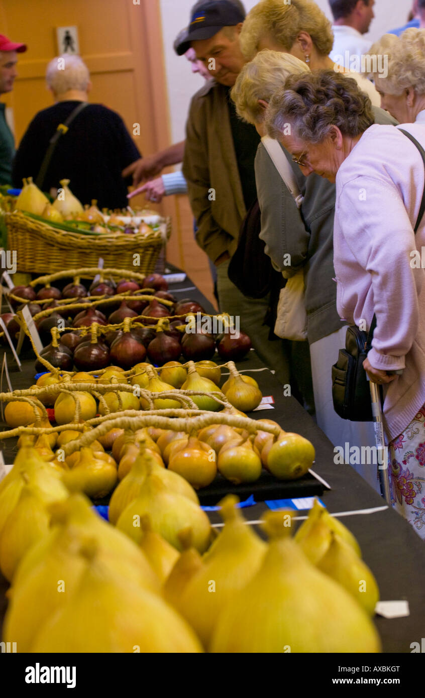 Onions in Newent Onion Show competition during annual Newent Onion