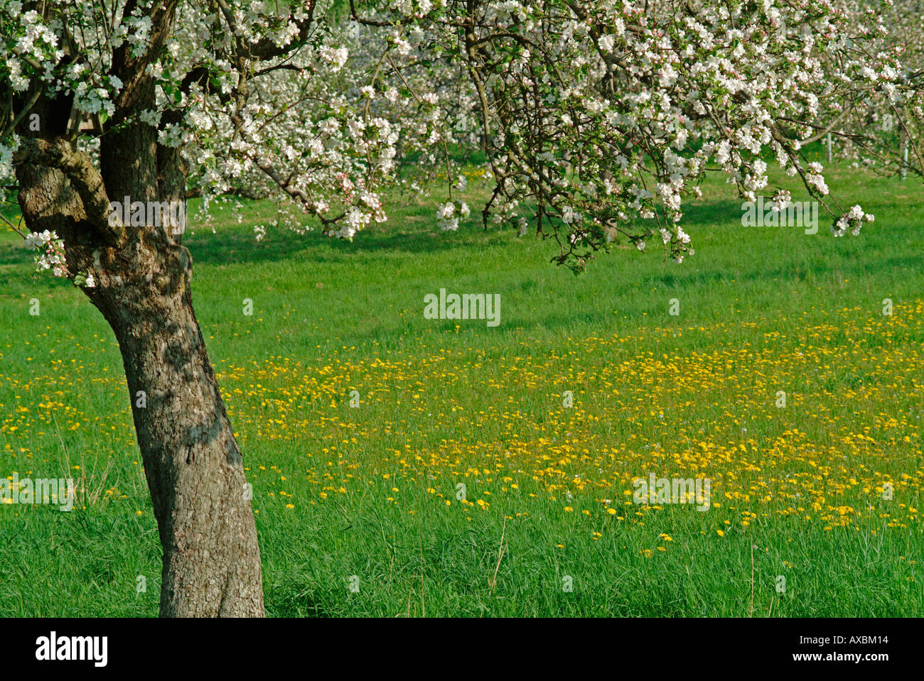 Meadow flowering fruit tree hi-res stock photography and images - Alamy