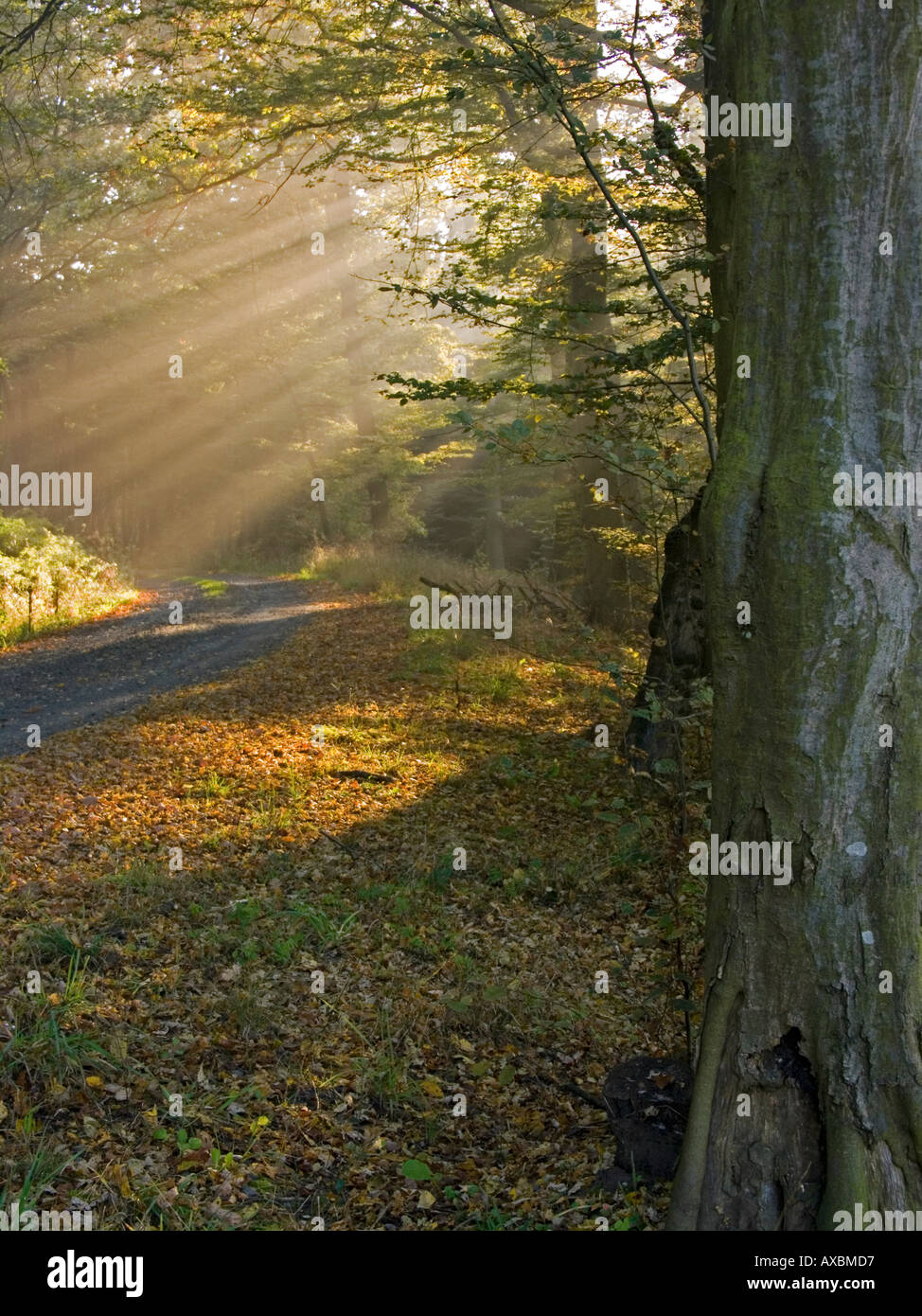 Misty forest landscape sun rays hi-res stock photography and images - Alamy