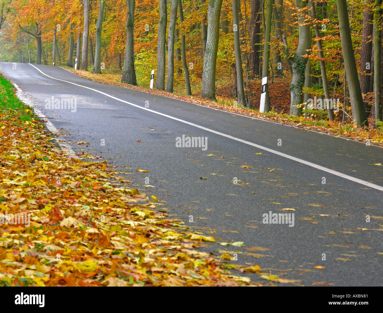 straight empty country road through a forest in autumn in Germany Mecklenburg Western Pomerian Stock Photo