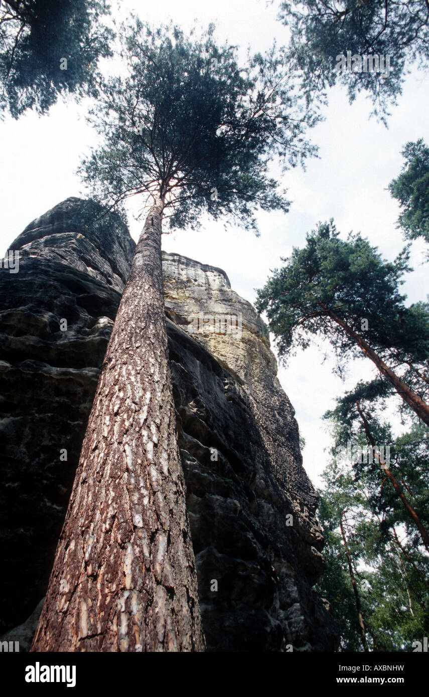 Scotch pine, scots pine (Pinus sylvestris), in front of sandstone rock, Germany, Saxony, National Park Saechsische Schweiz Stock Photo