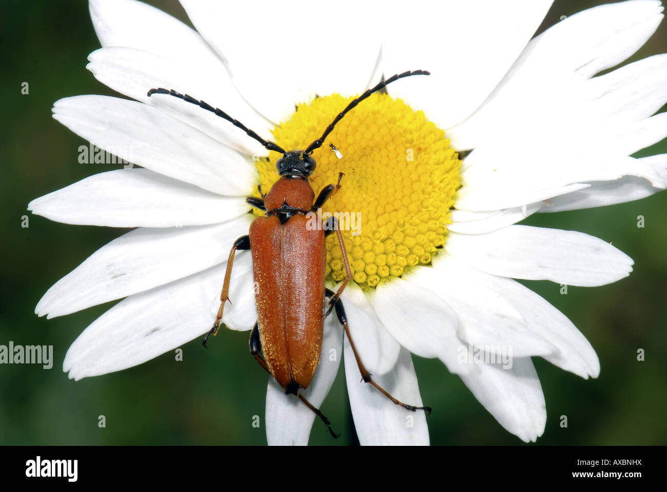 Rode Smalbock (Anoplodera rubra), on marguerite Stock Photo