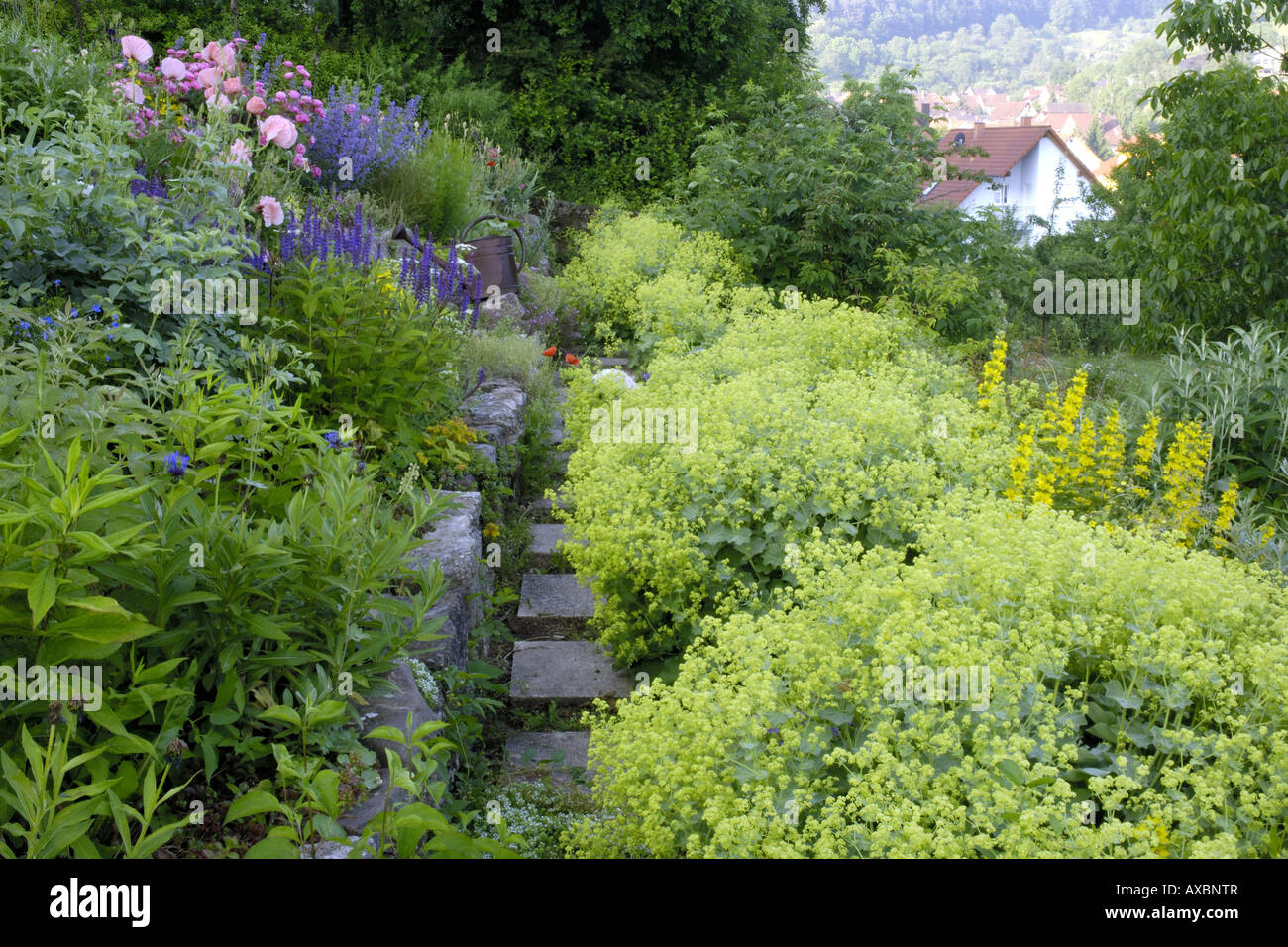 lady's mantle (Alchemilla mollis), Garden path with Lady's Mantle Stock Photo