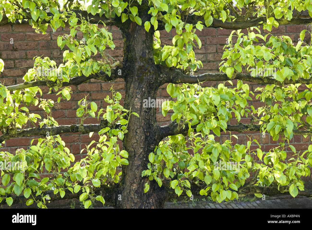 espalier fruit tree in a garden, Netherlands, Northern Netherlands